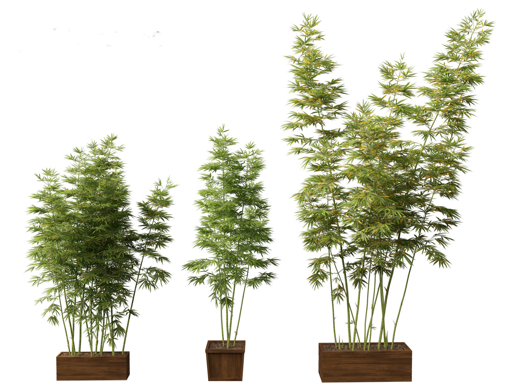 Bambusa boniopsi - Jade Goddess Bamboo  01 3D model_6