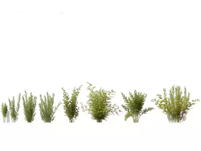 Bambusa boniopsi - Jade Goddess Bamboo 02