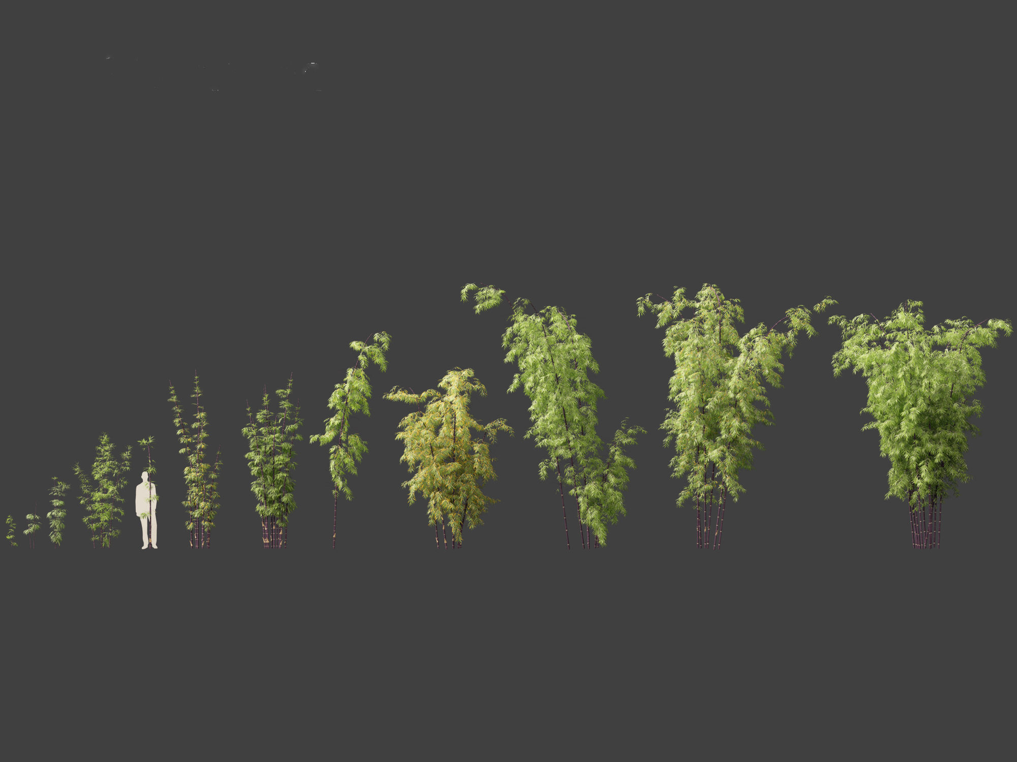 Bambusa lako - Timor black bamboo 01 3D model_1