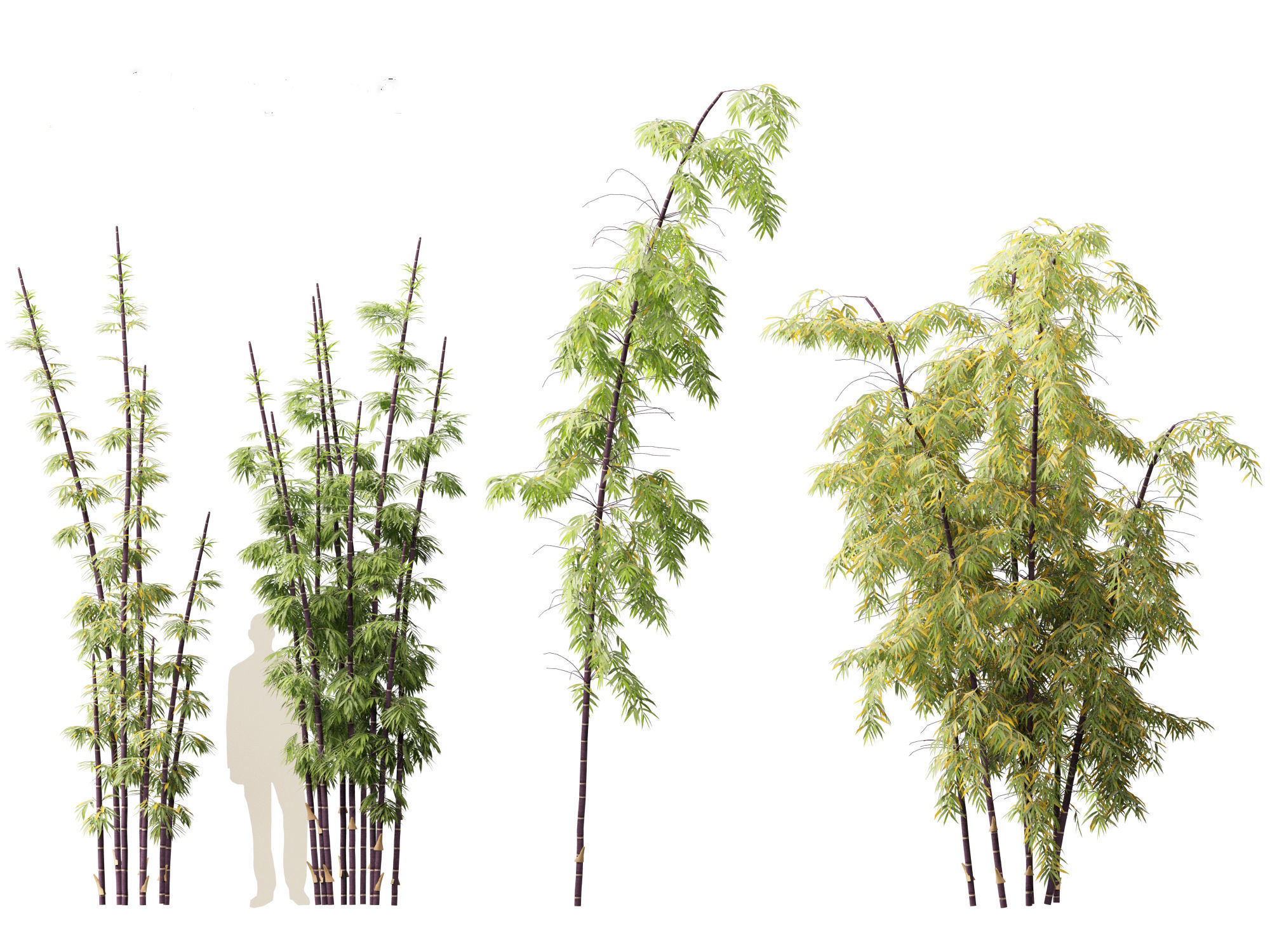 Bambusa lako - Timor black bamboo 01 3D model_4