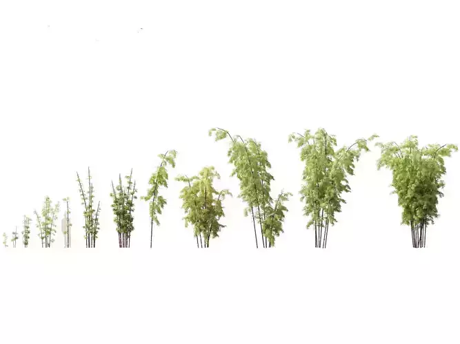 Bambusa lako - Timor black bamboo 01