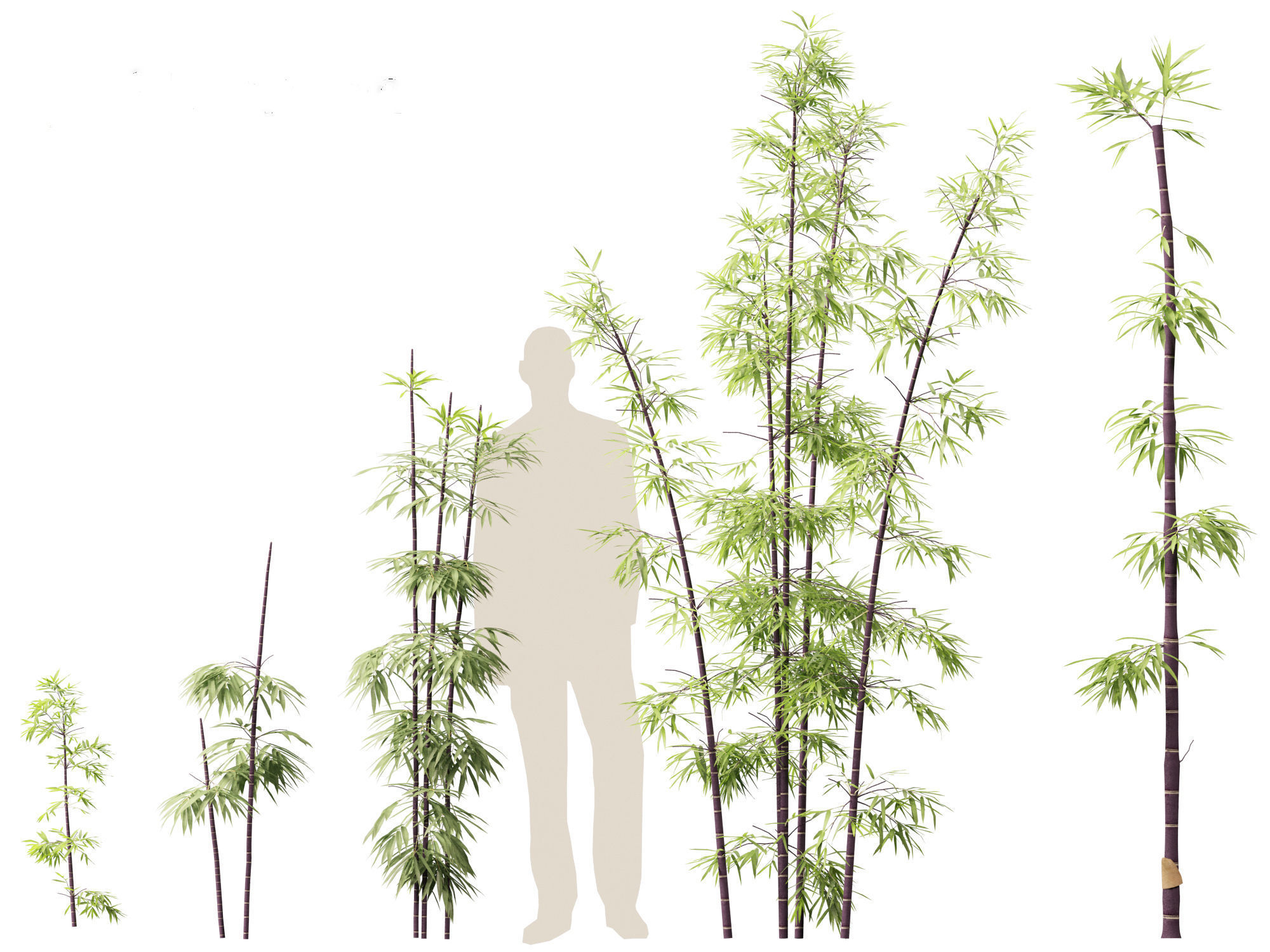 Bambusa lako - Timor black bamboo 01 3D model_2