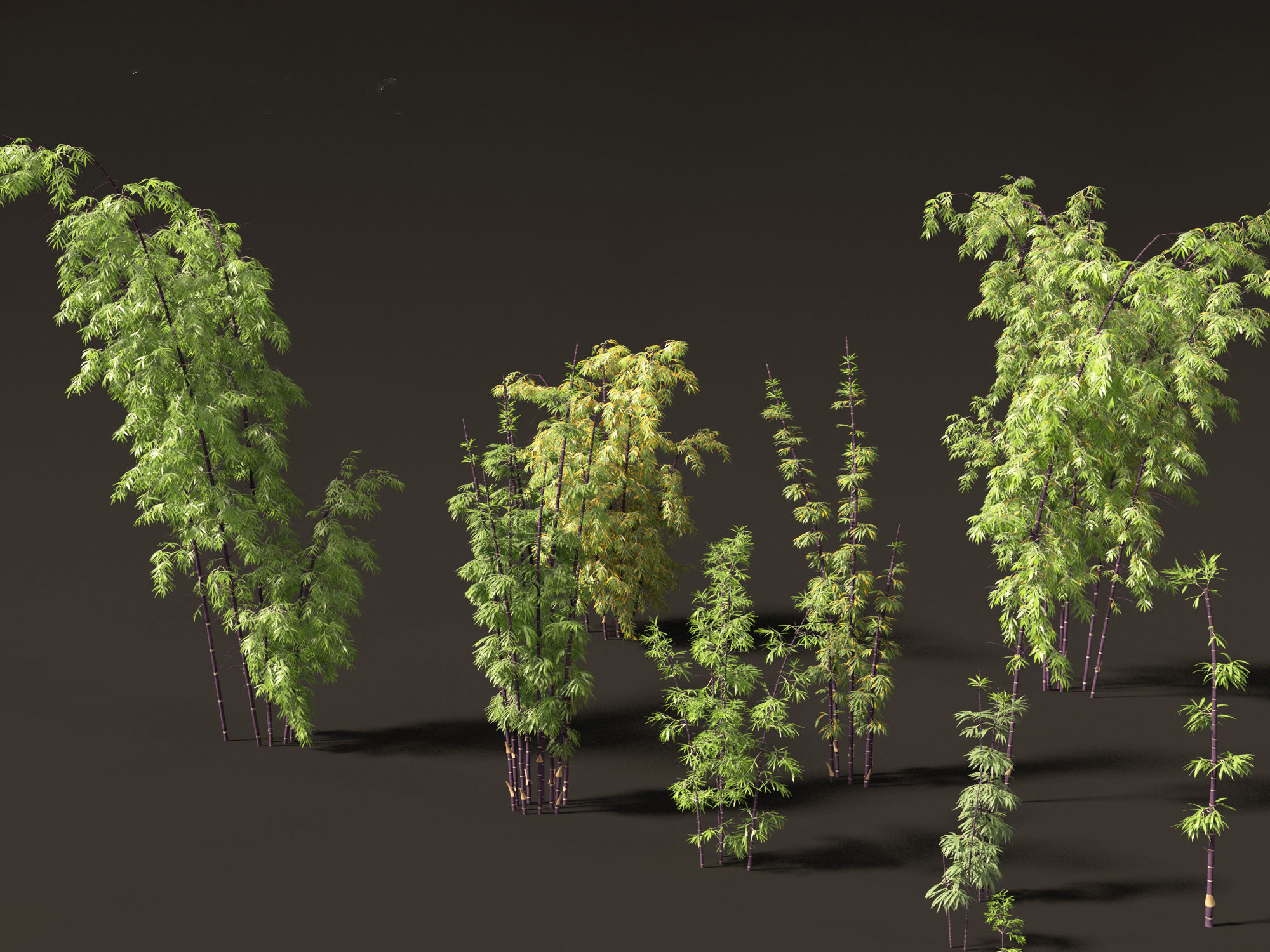 Bambusa lako - Timor black bamboo 01 3D model_8