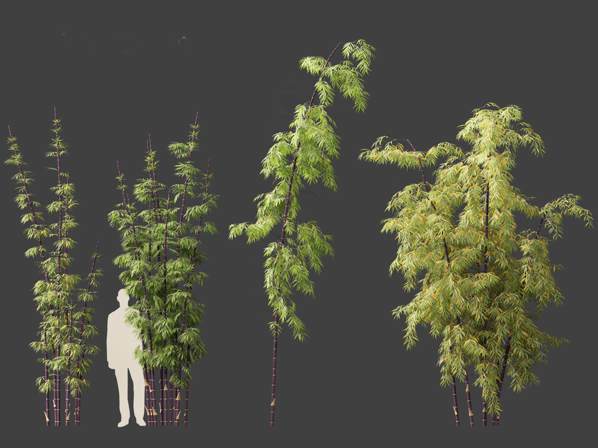 Bambusa lako - Timor black bamboo 01 3D model_5