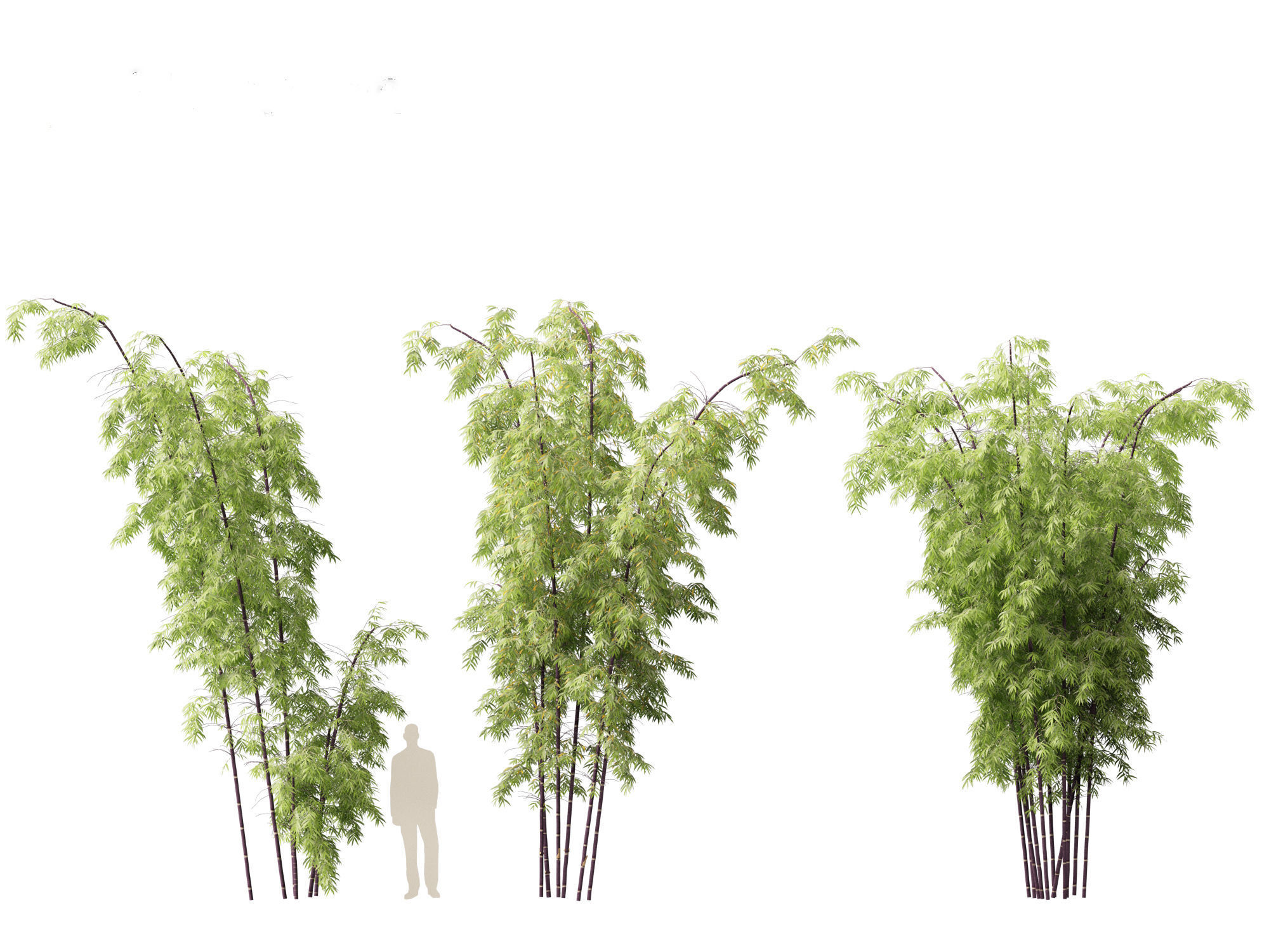 Bambusa lako - Timor black bamboo 01 3D model_6