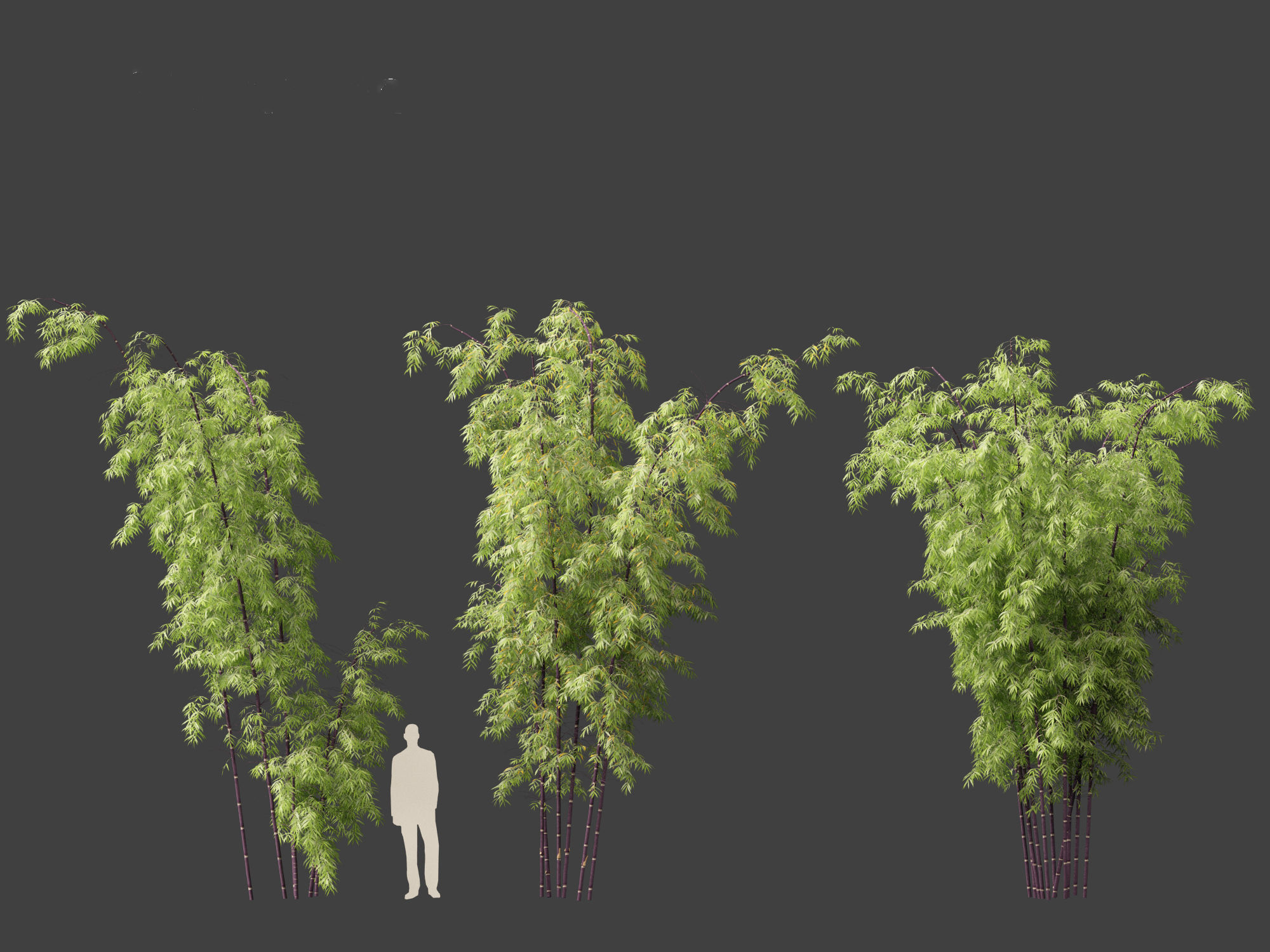 Bambusa lako - Timor black bamboo 01 3D model_7