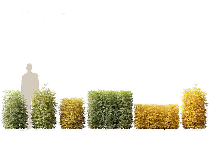 Bambusa multiplex fernleaf - Fernleaf Bamboo 01 3D model