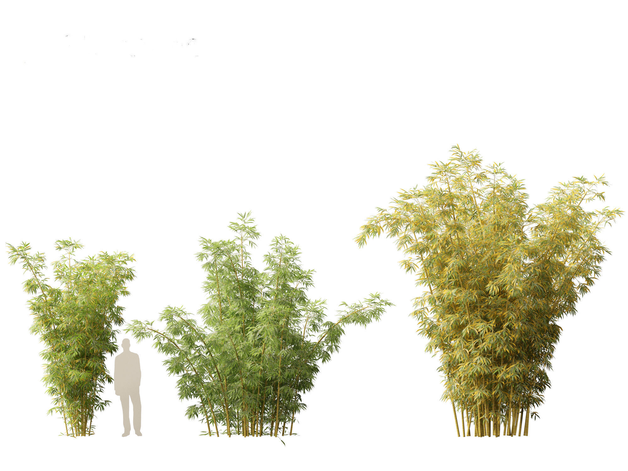 Bambusa multiplex fernleaf - Fernleaf Bamboo 02 3D model_4