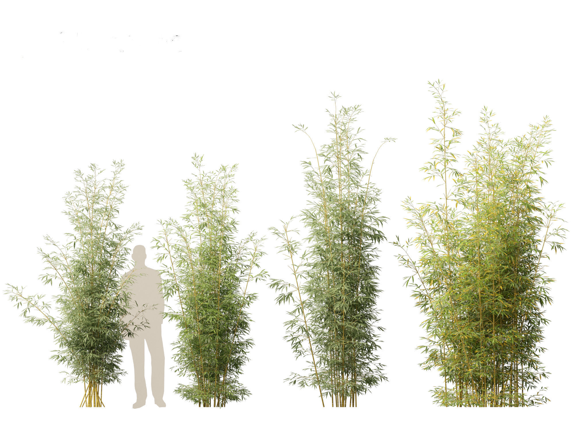 Bambusa multiplex fernleaf - Fernleaf Bamboo 02 3D model_2