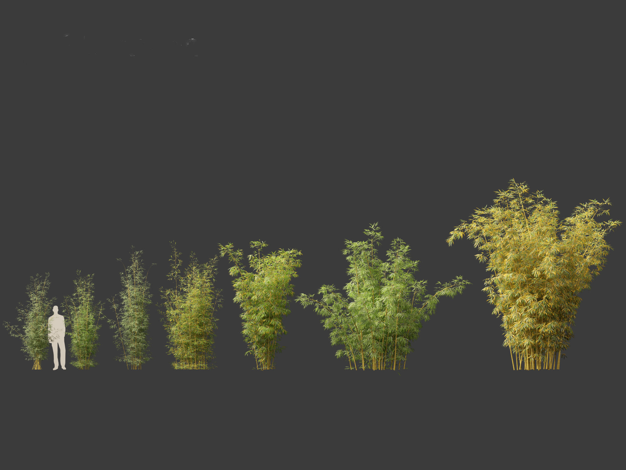Bambusa multiplex fernleaf - Fernleaf Bamboo 02 3D model_1