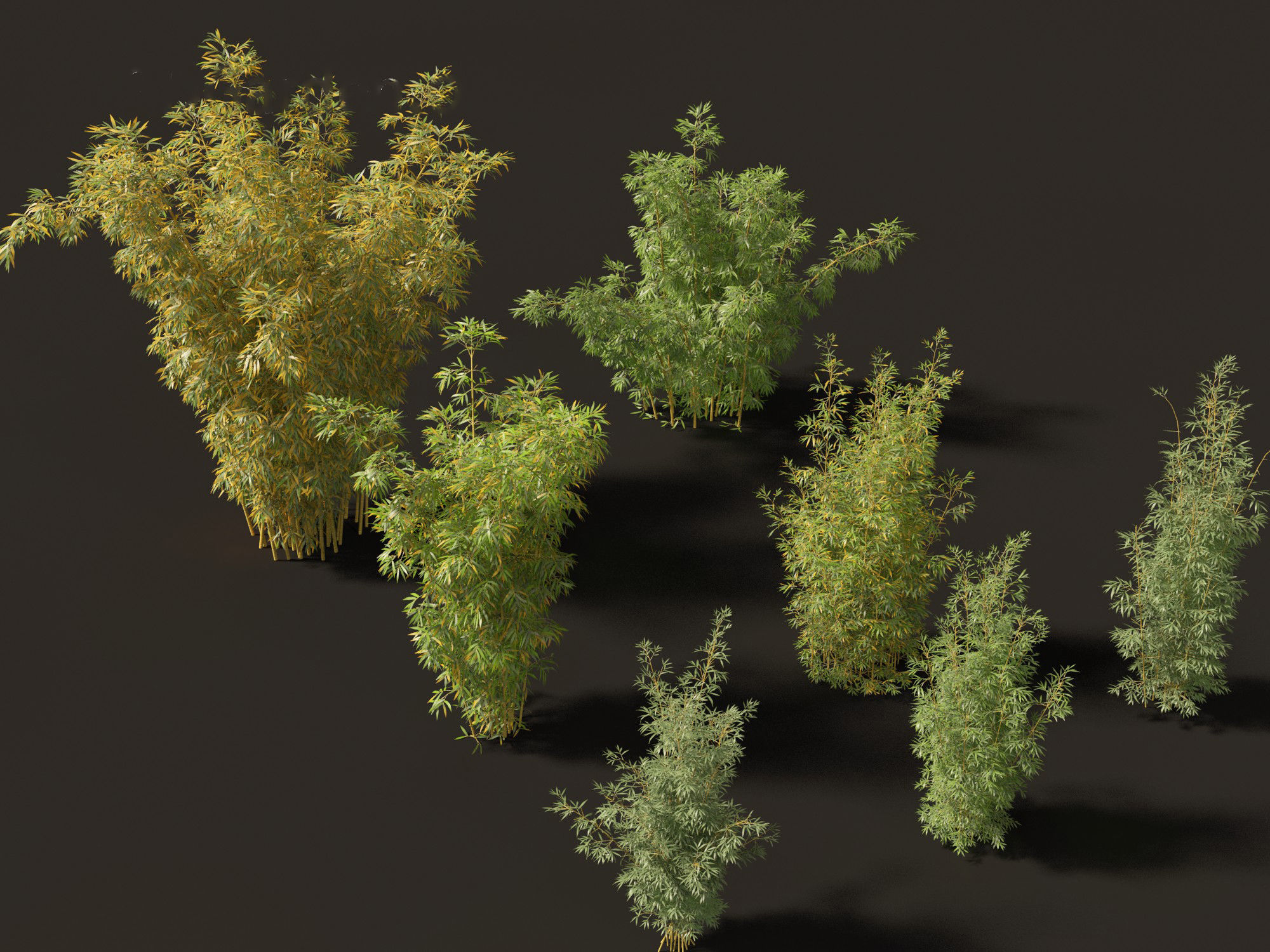 Bambusa multiplex fernleaf - Fernleaf Bamboo 02 3D model_6
