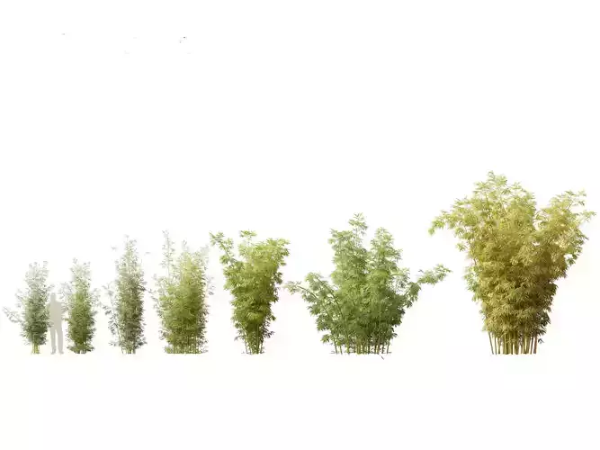 Bambusa multiplex fernleaf - Fernleaf Bamboo 02 3D model