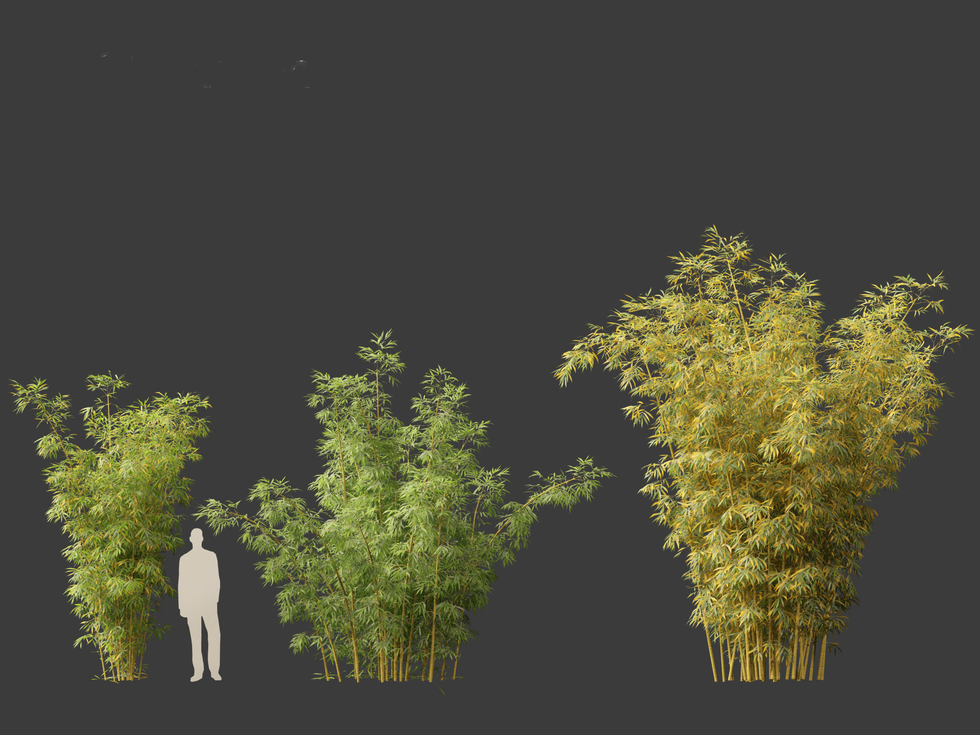 Bambusa multiplex fernleaf - Fernleaf Bamboo 02 3D model_5