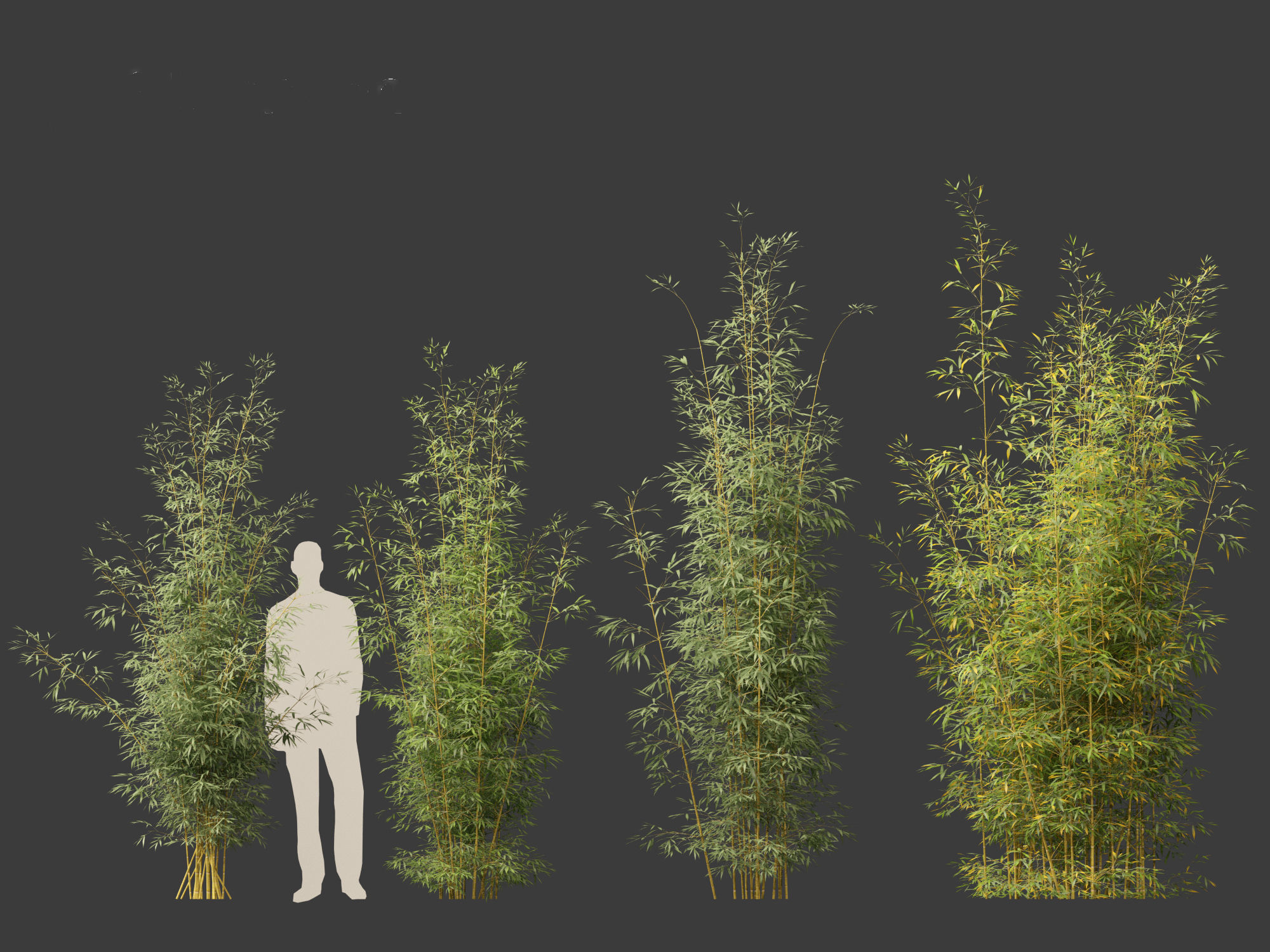 Bambusa multiplex fernleaf - Fernleaf Bamboo 02 3D model_3