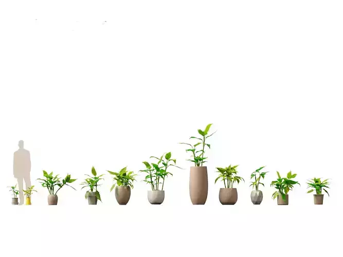 Aglaonema modestum - Chinese evergreen