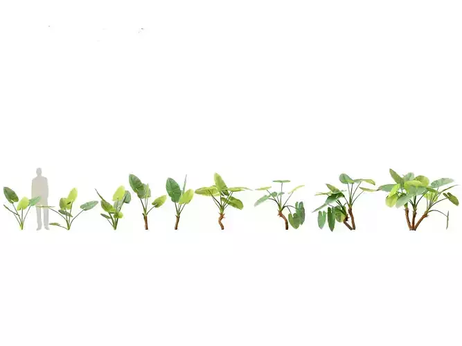 Alocasia macrorrhiza - Giant Taro 01 3D model