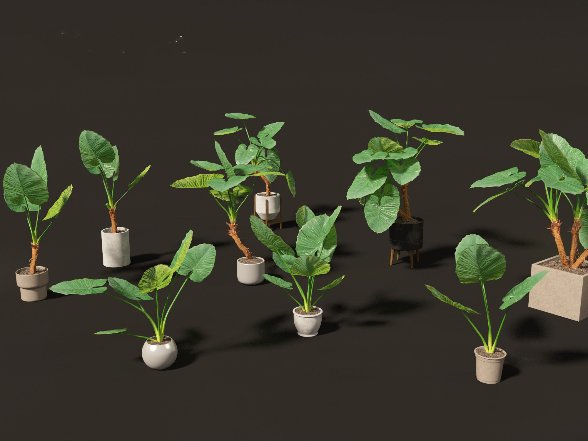 Alocasia macrorrhiza - Giant Taro 02 3D model_8
