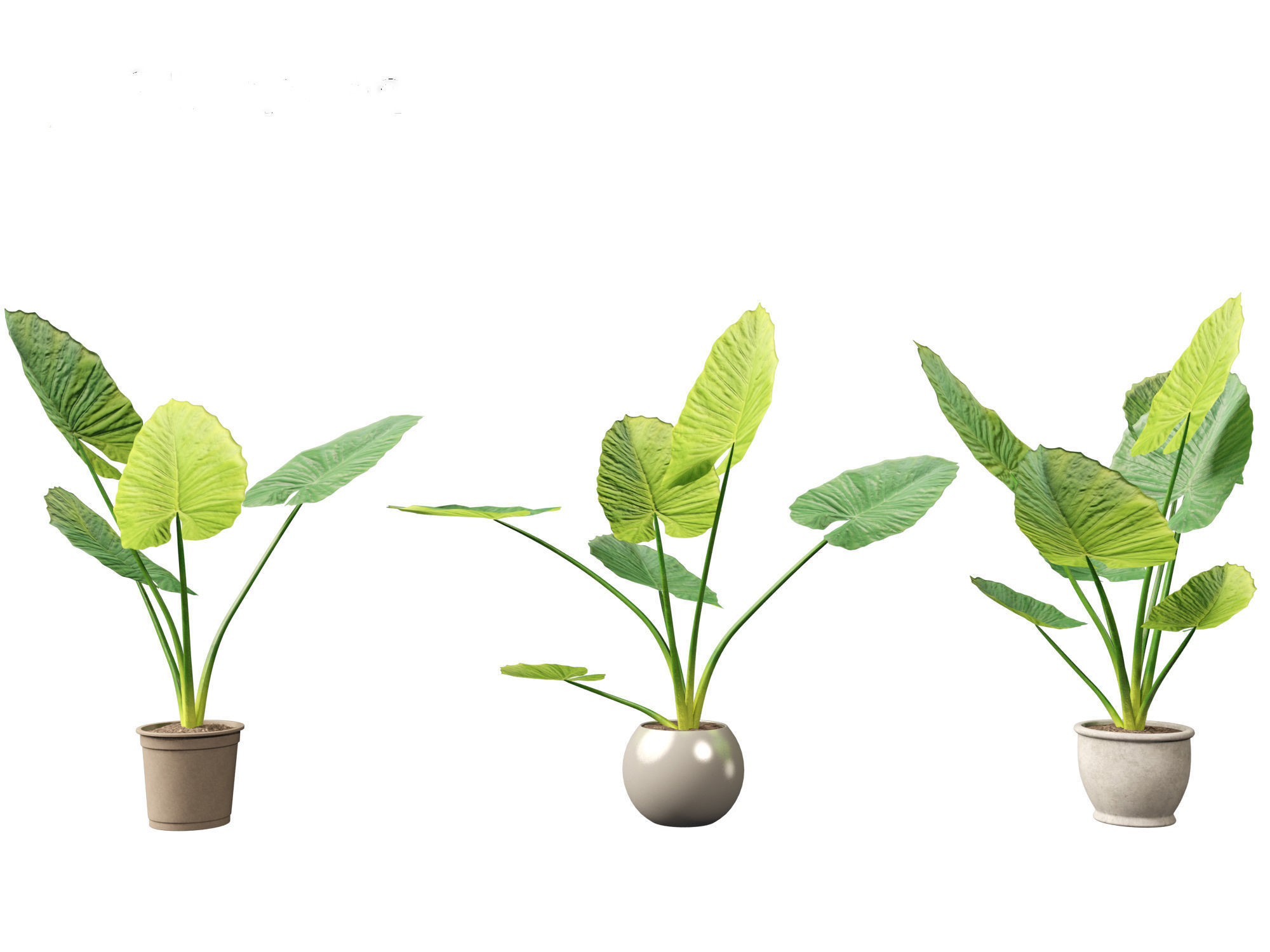 Alocasia macrorrhiza - Giant Taro 02 3D model_2