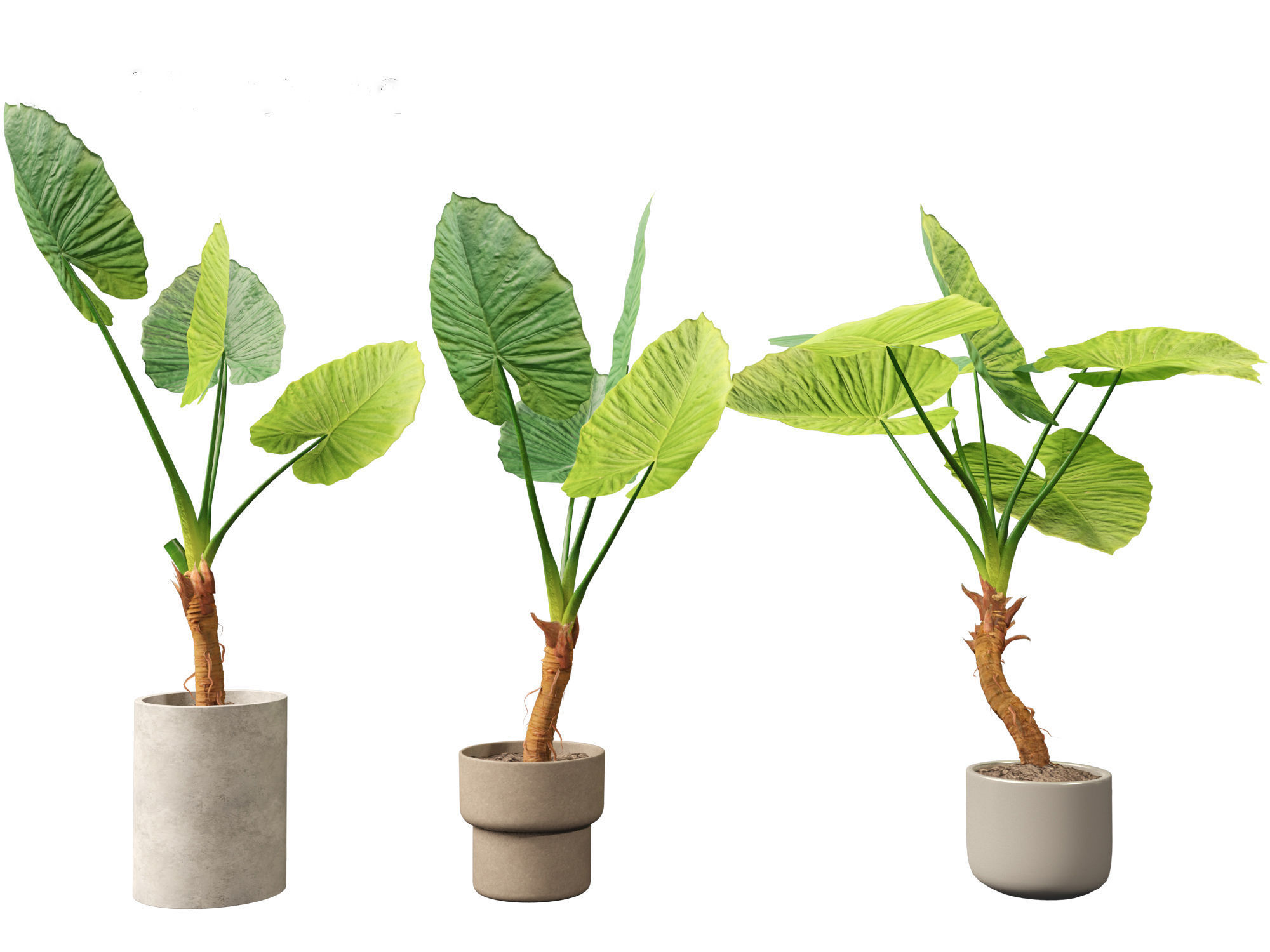 Alocasia macrorrhiza - Giant Taro 02 3D model_4