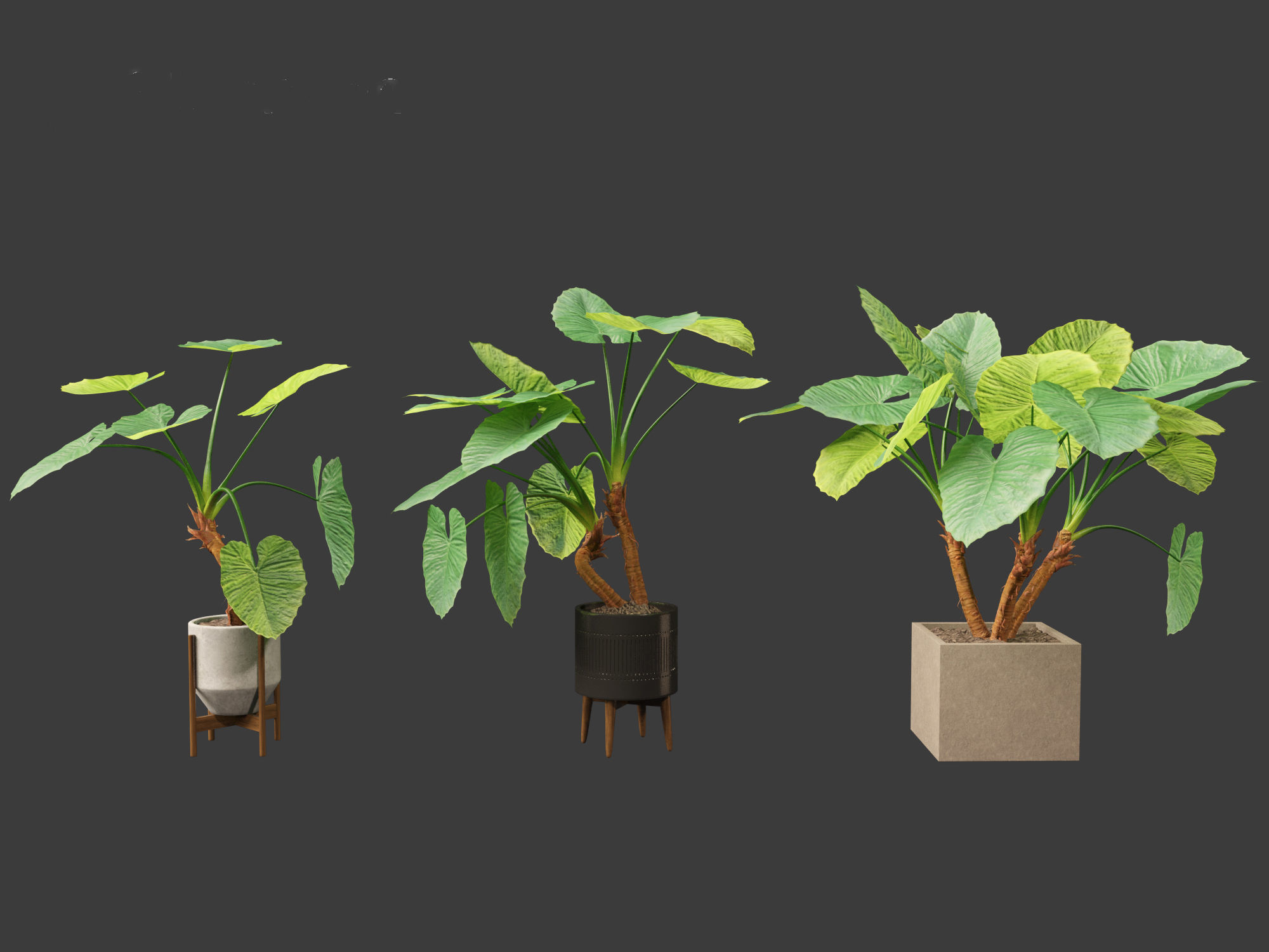 Alocasia macrorrhiza - Giant Taro 02 3D model_7