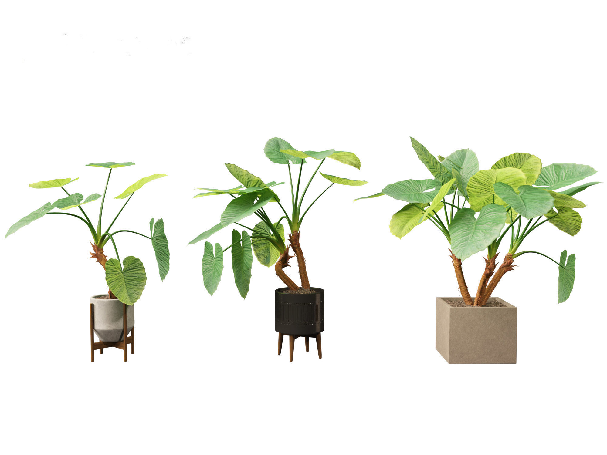 Alocasia macrorrhiza - Giant Taro 02 3D model_6