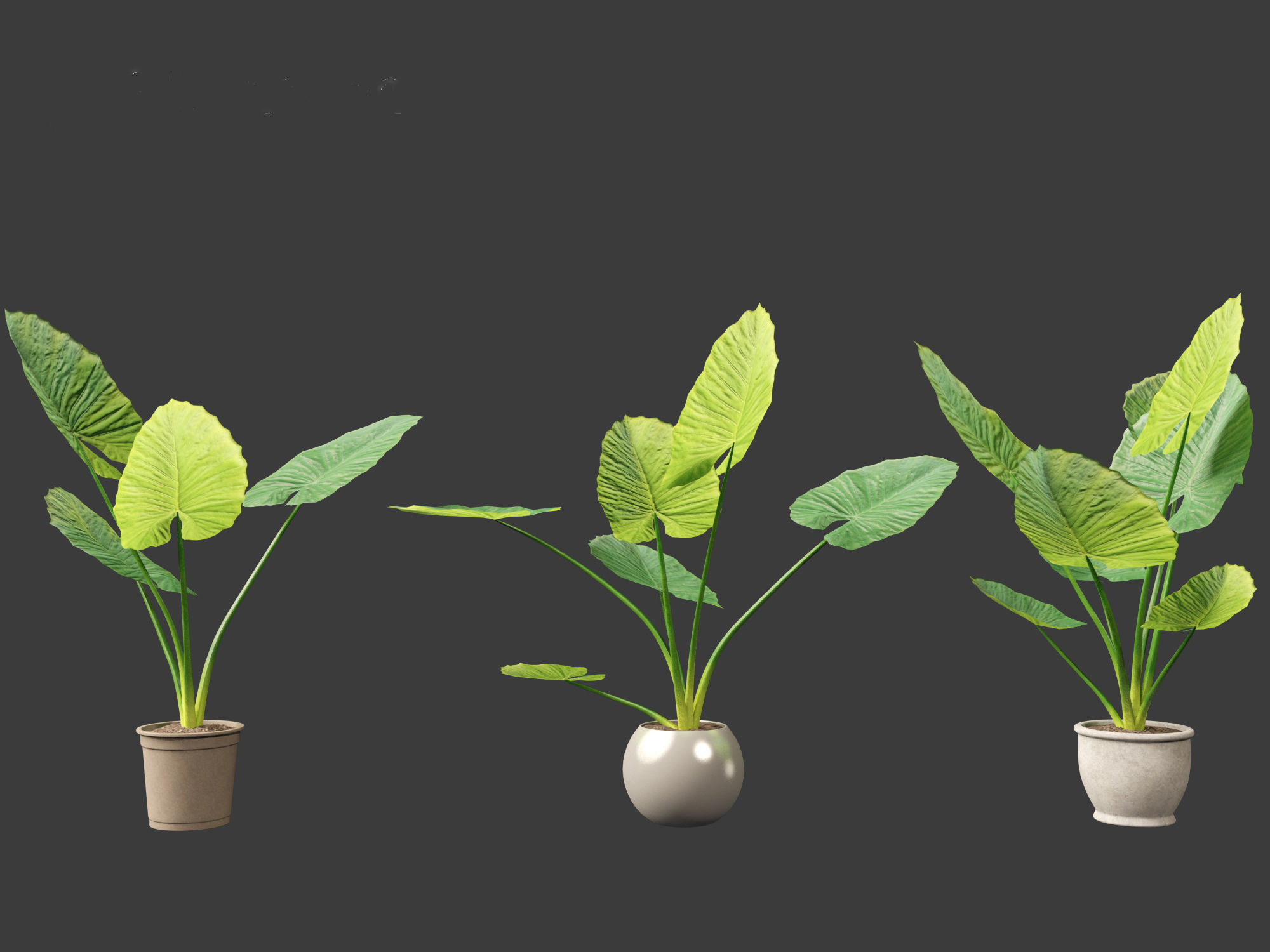 Alocasia macrorrhiza - Giant Taro 02 3D model_3