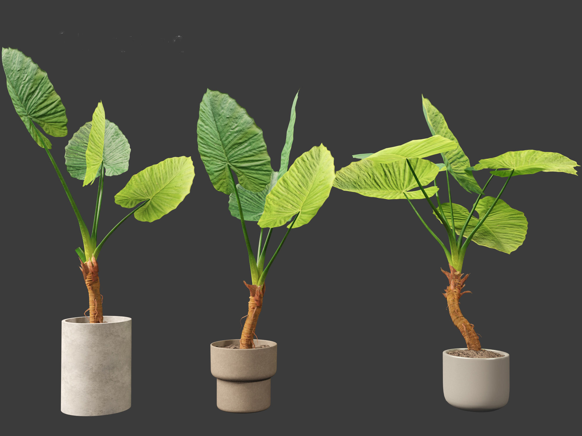 Alocasia macrorrhiza - Giant Taro 02 3D model_5