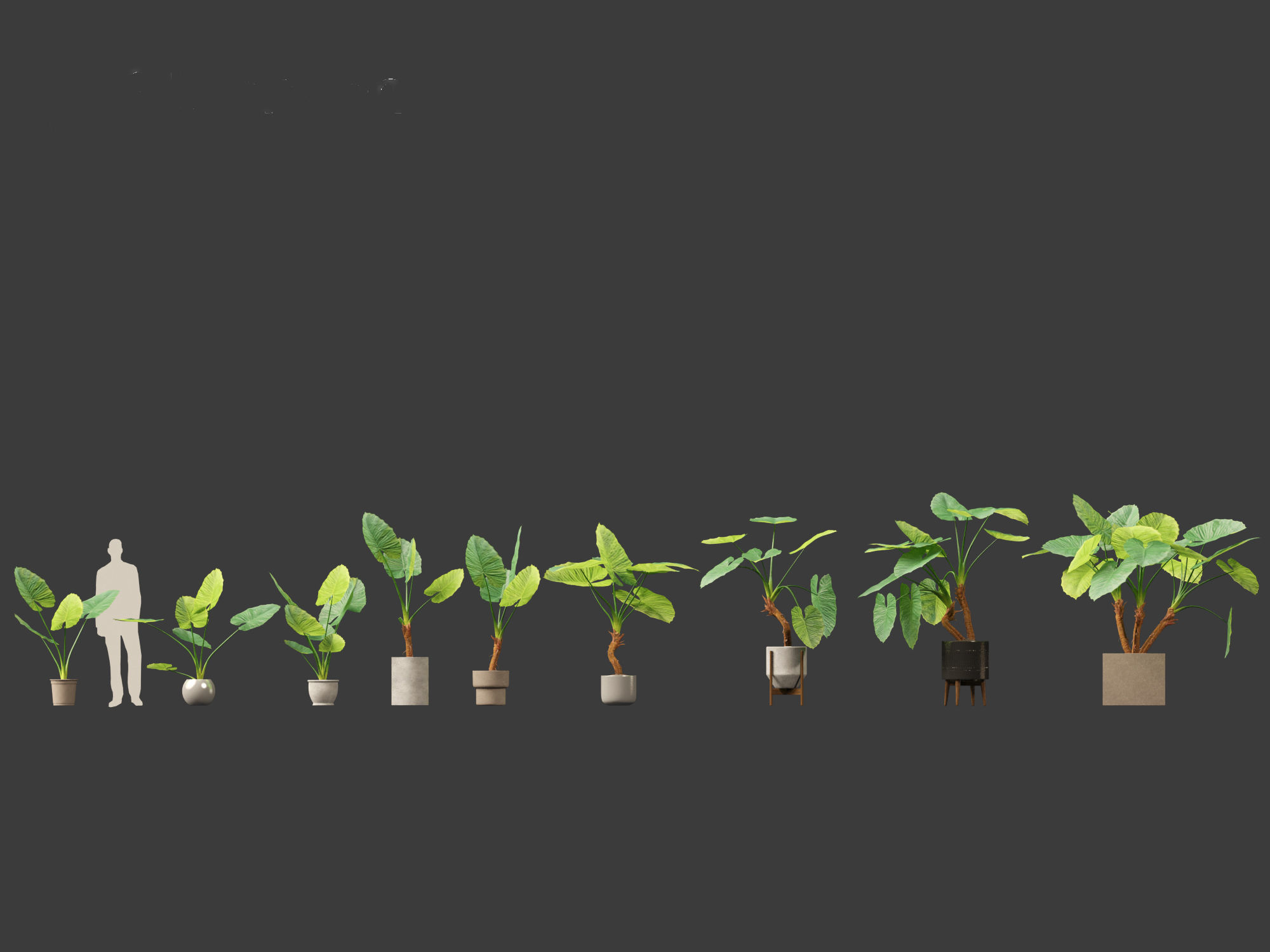 Alocasia macrorrhiza - Giant Taro 02 3D model_1