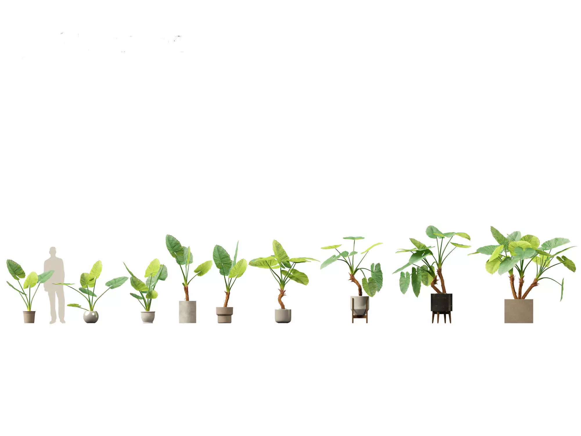 Alocasia macrorrhiza - Giant Taro 02 3D model_0