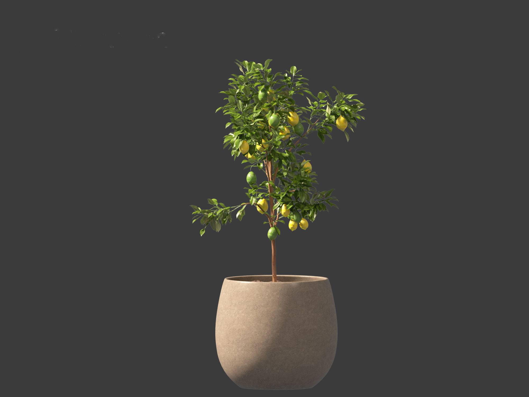 Citrus limon - Lemon Tree 01 3D model_4
