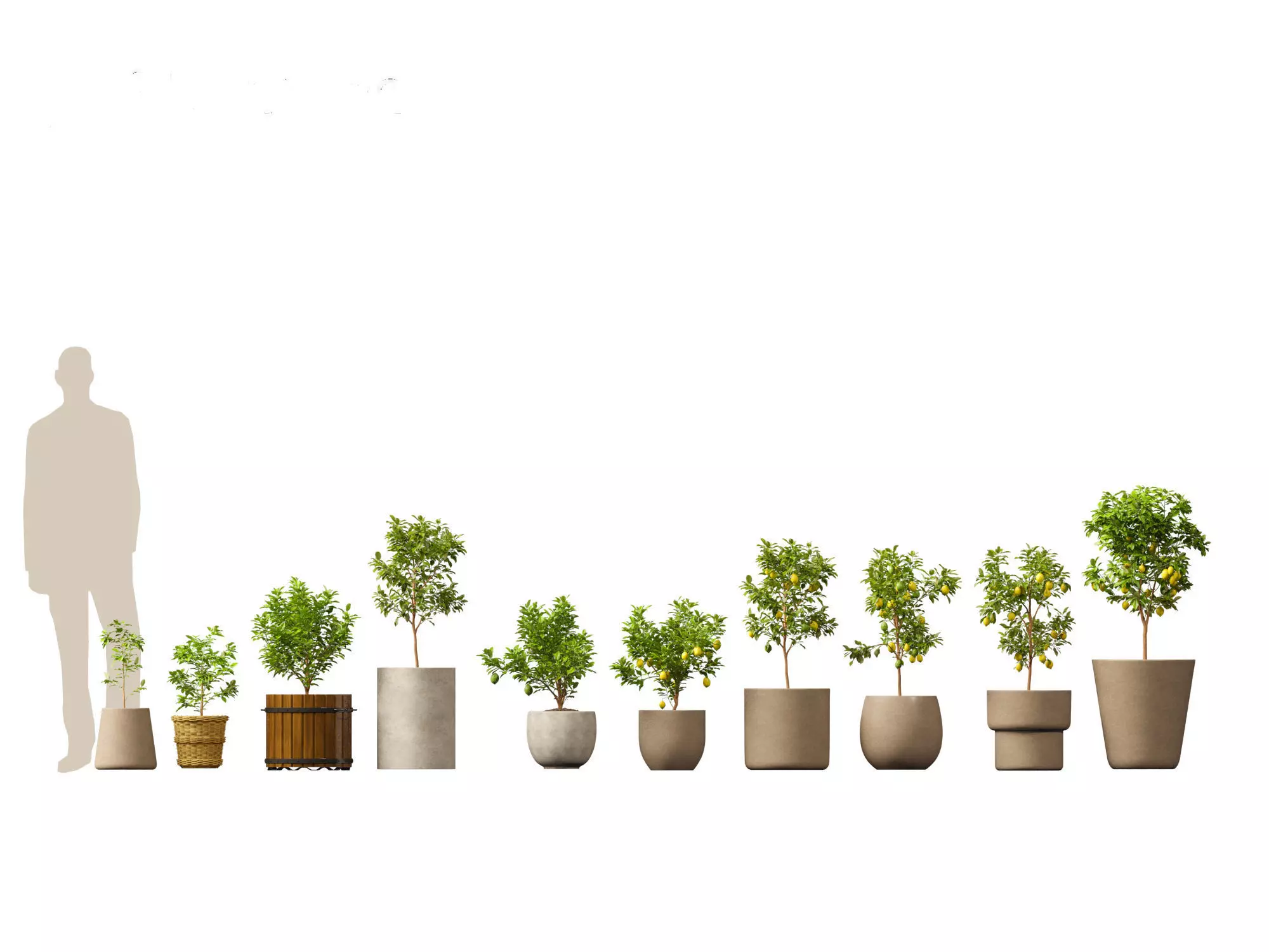 Citrus limon - Lemon Tree 01 3D model_0