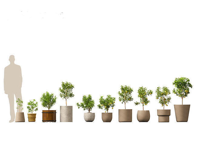 Citrus limon - Lemon Tree 01 3D model