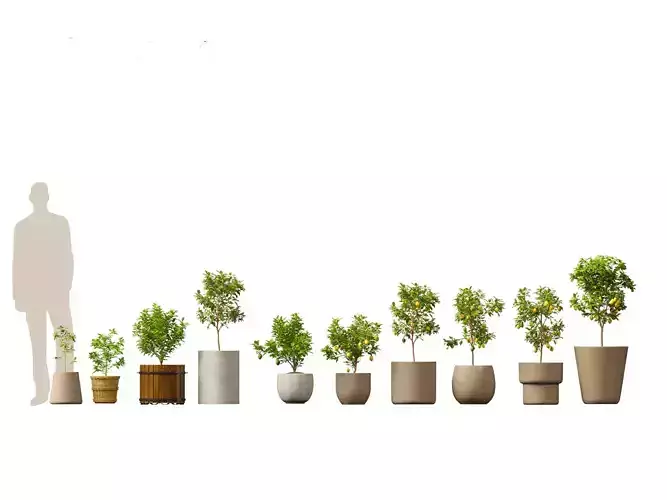 Citrus limon - Lemon Tree 01