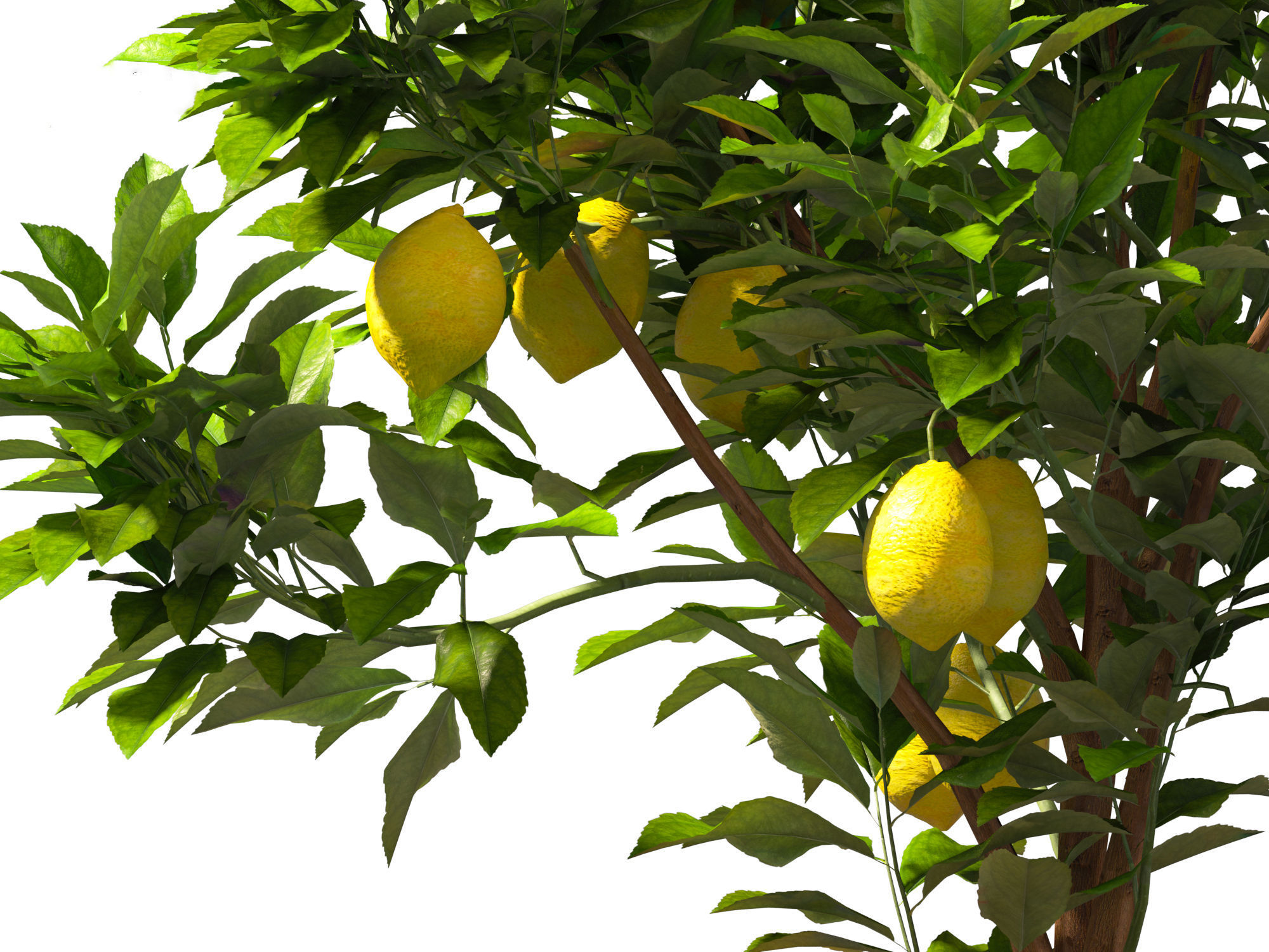 Citrus limon - Lemon Tree 01 3D model_7