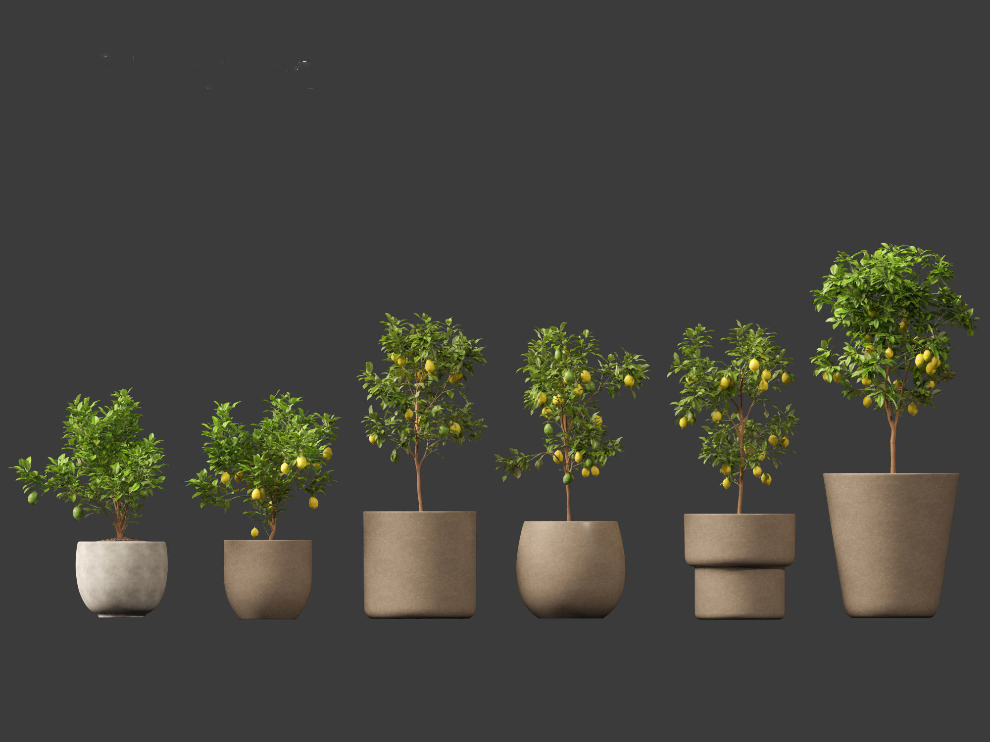 Citrus limon - Lemon Tree 01 3D model_11