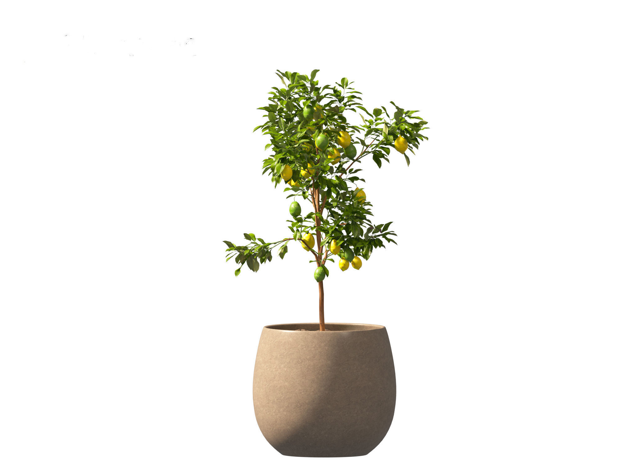 Citrus limon - Lemon Tree 01 3D model_3