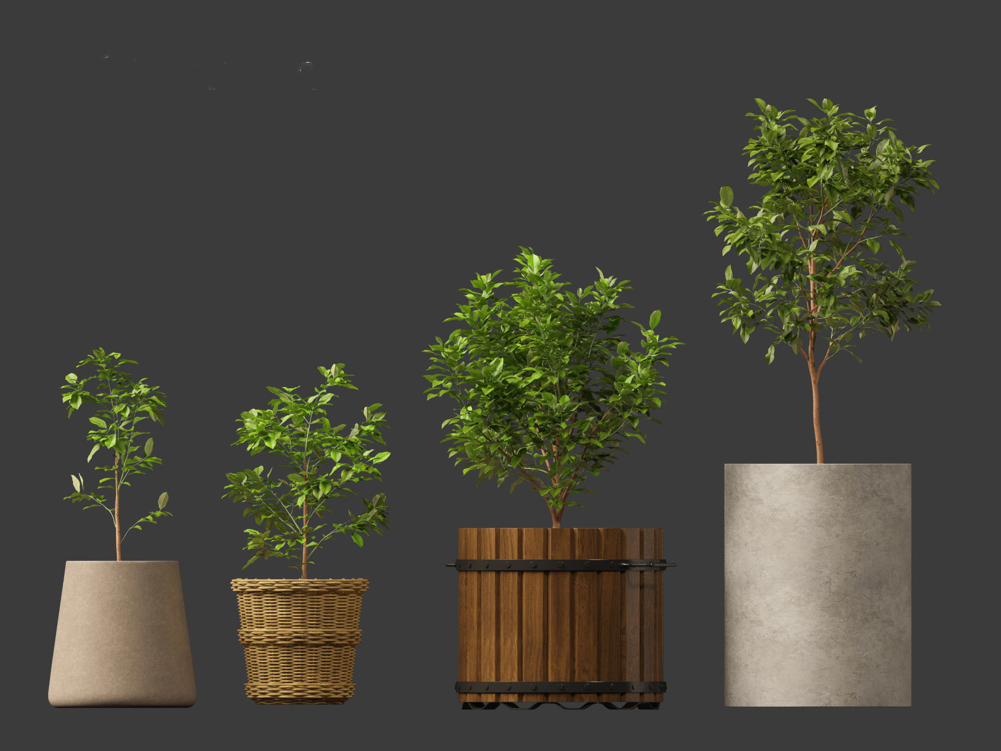 Citrus limon - Lemon Tree 01 3D model_8