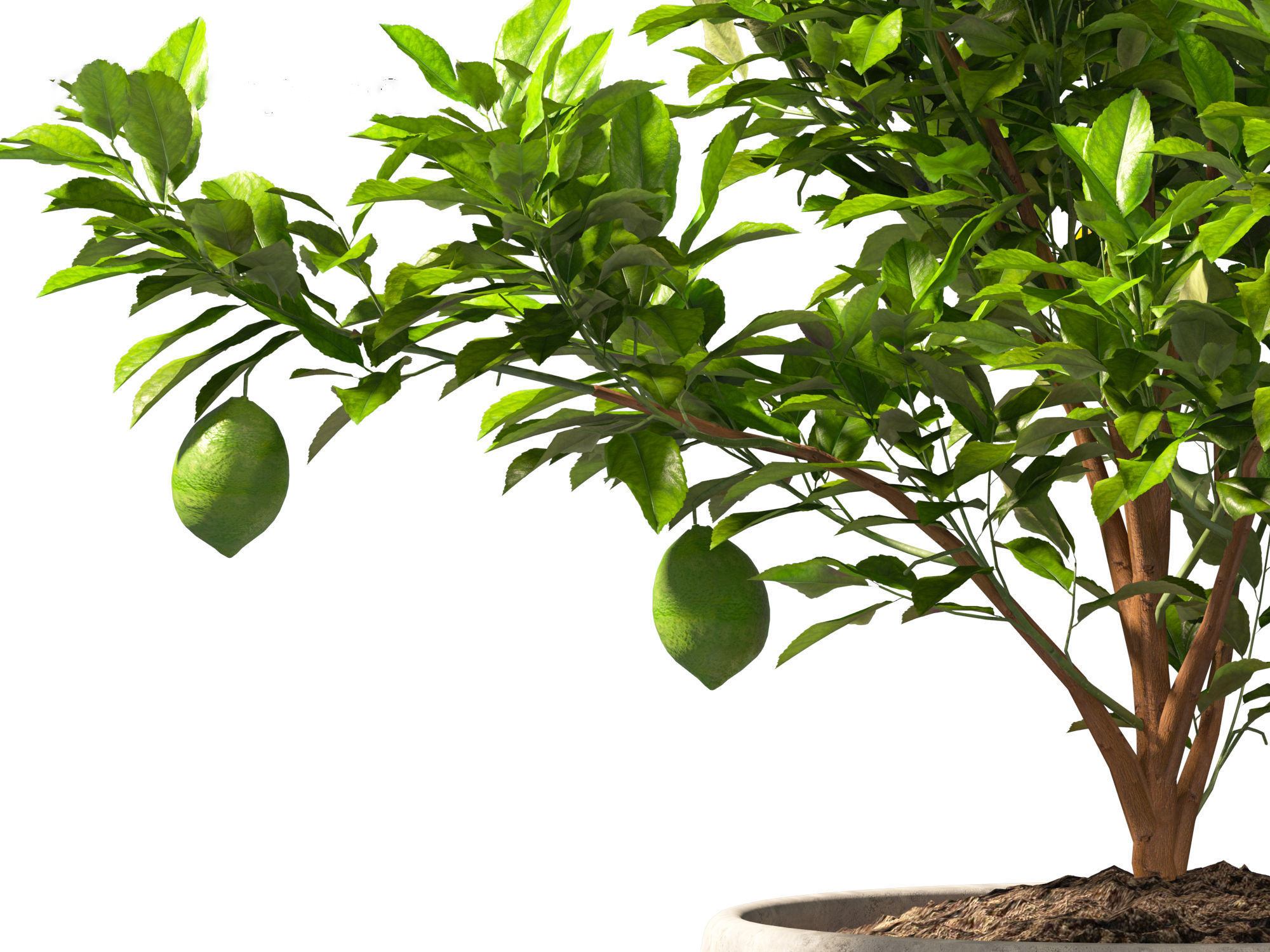 Citrus limon - Lemon Tree 01 3D model_6