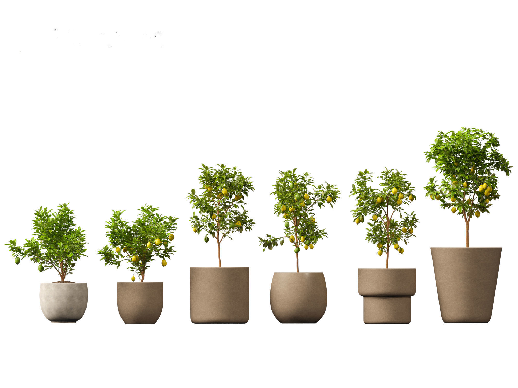 Citrus limon - Lemon Tree 01 3D model_10