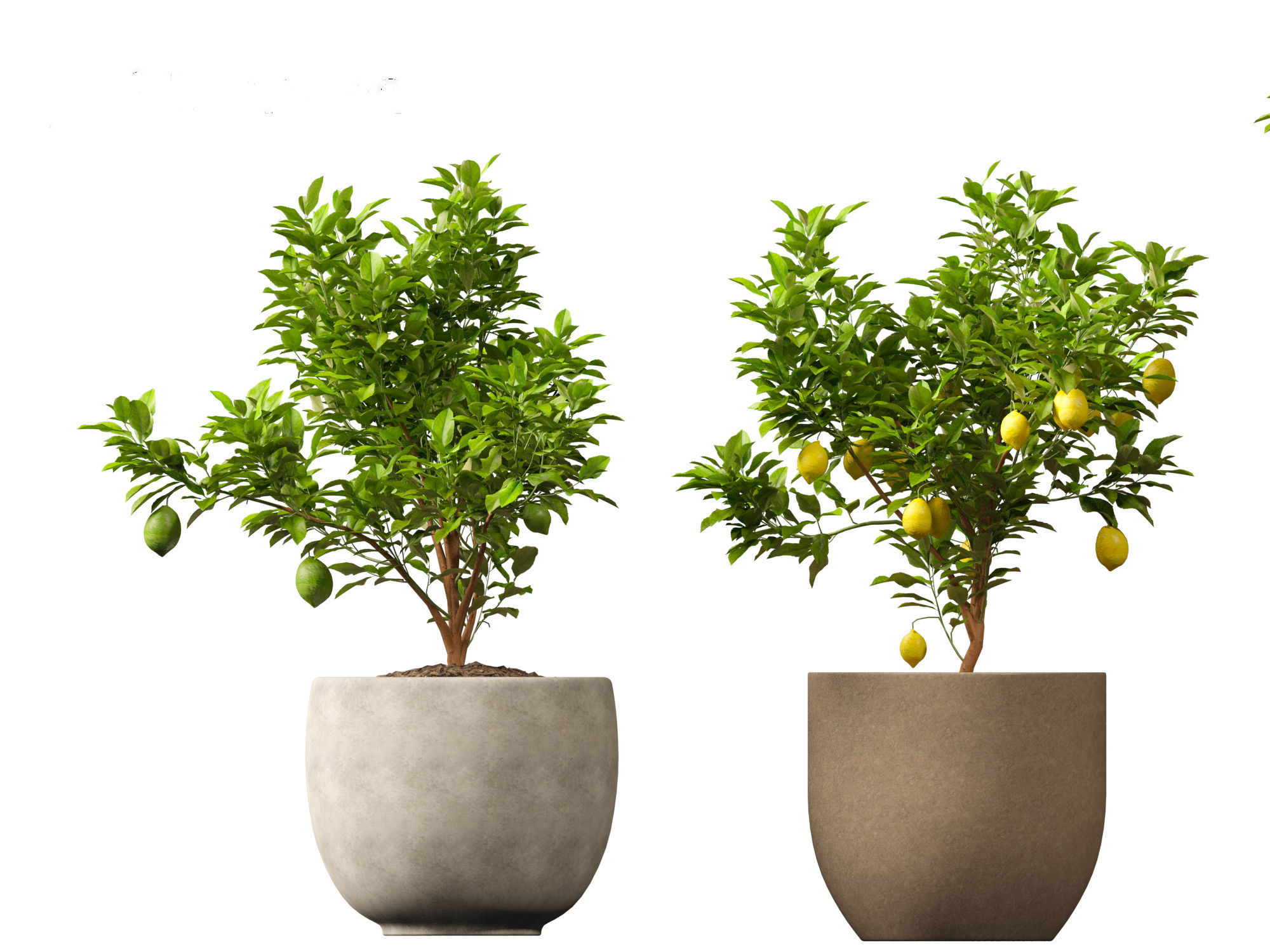 Citrus limon - Lemon Tree 01 3D model_12