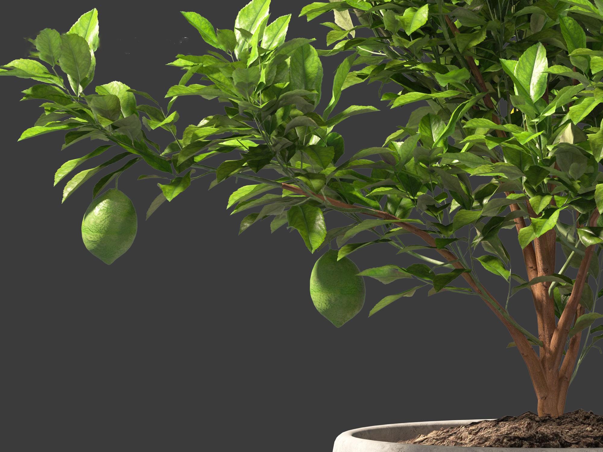 Citrus limon - Lemon Tree 01 3D model_5