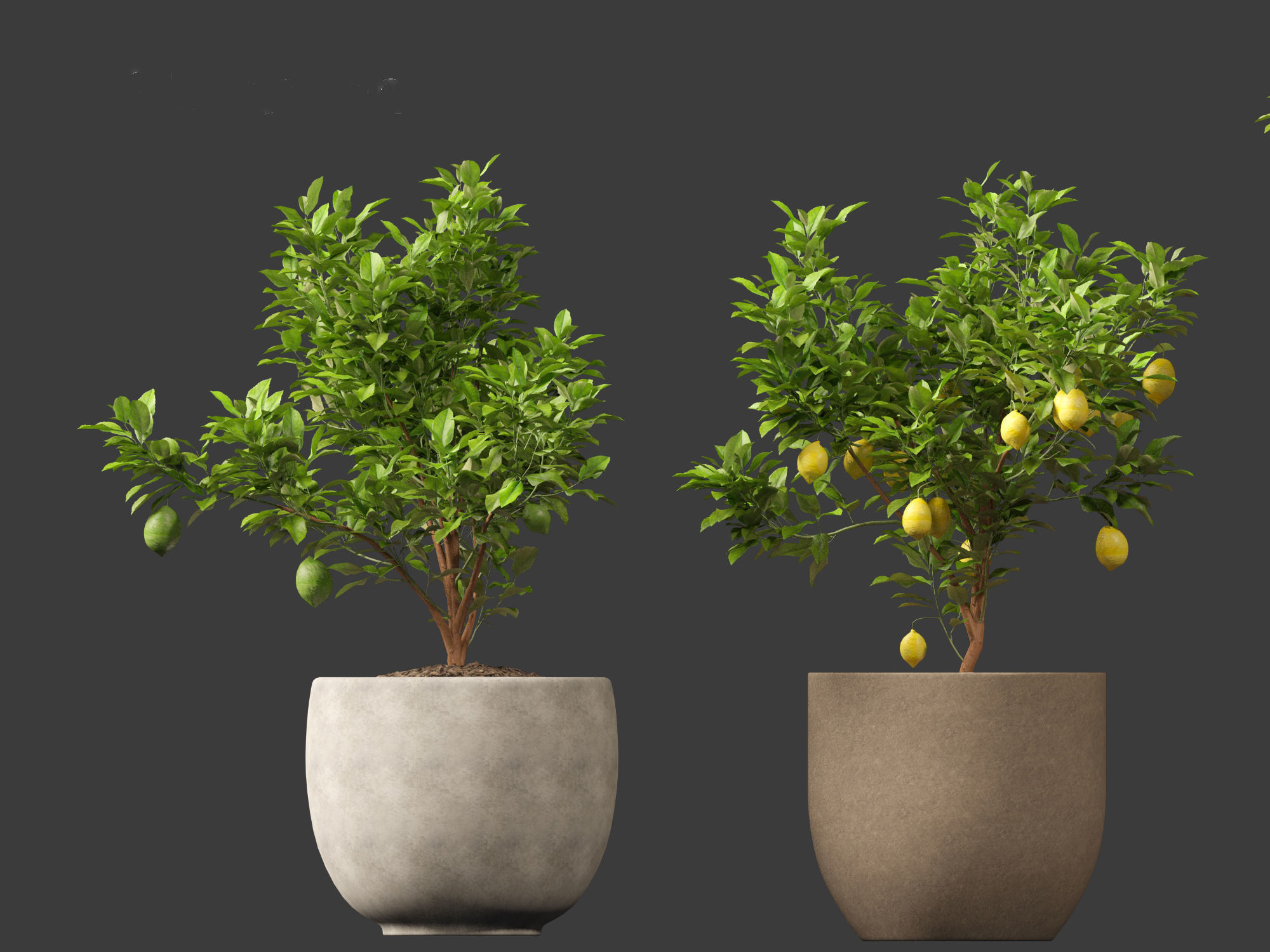 Citrus limon - Lemon Tree 01 3D model_13
