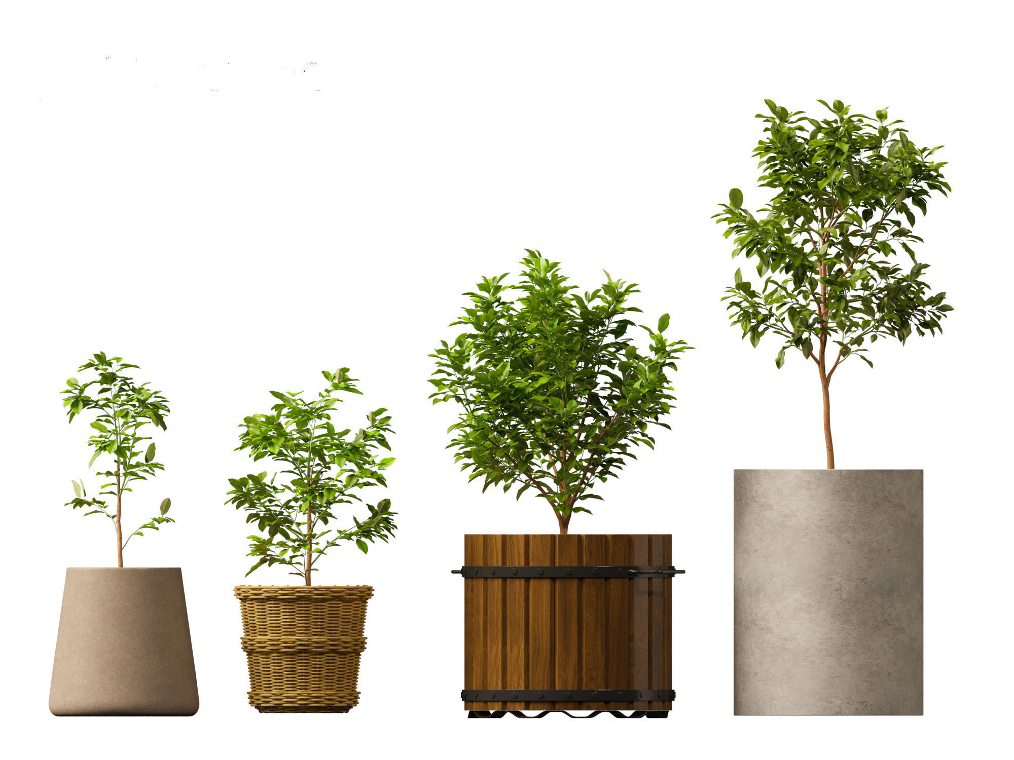 Citrus limon - Lemon Tree 01 3D model_9