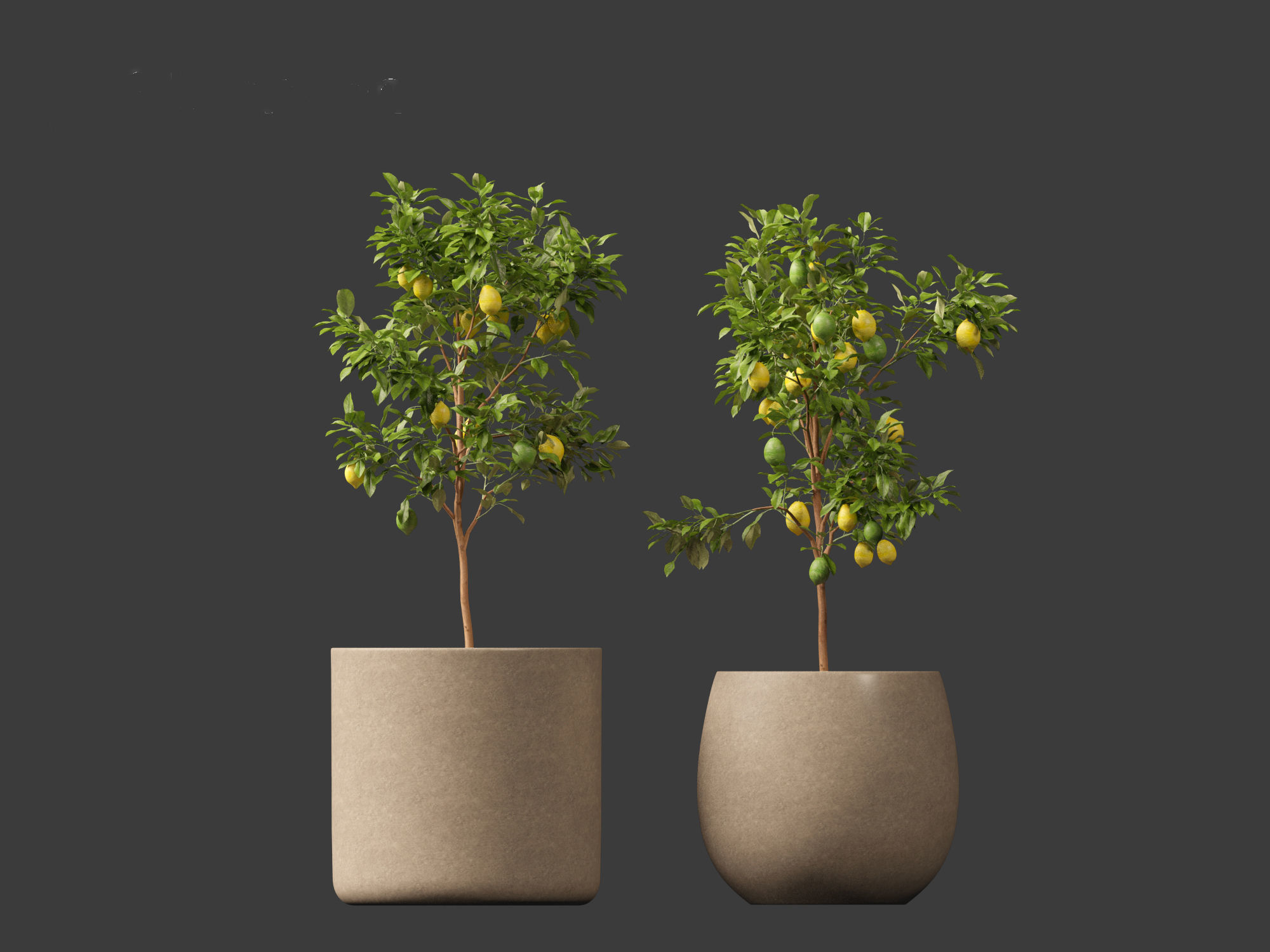 Citrus limon - Lemon Tree 01 3D model_14