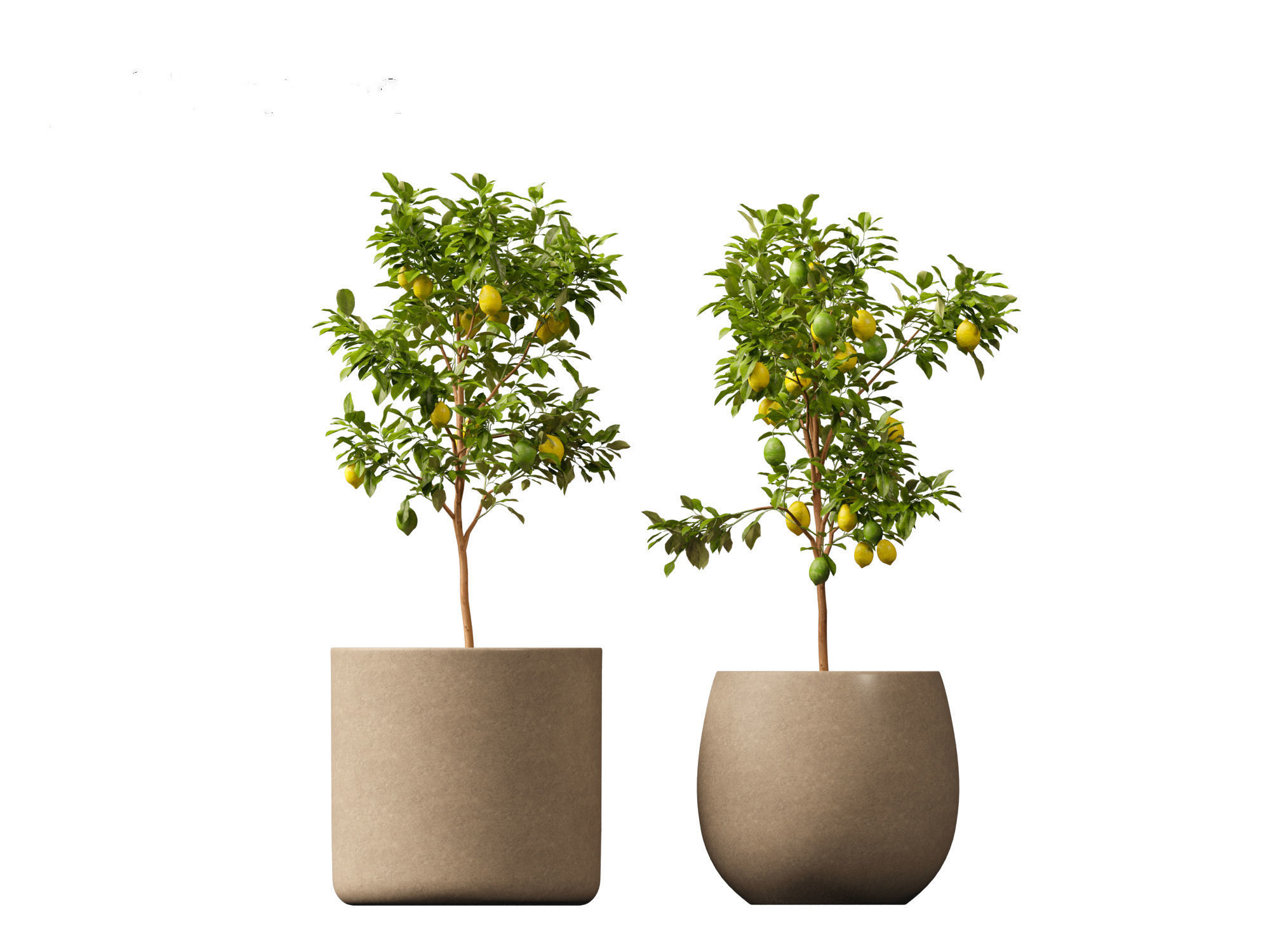 Citrus limon - Lemon Tree 01 3D model_2