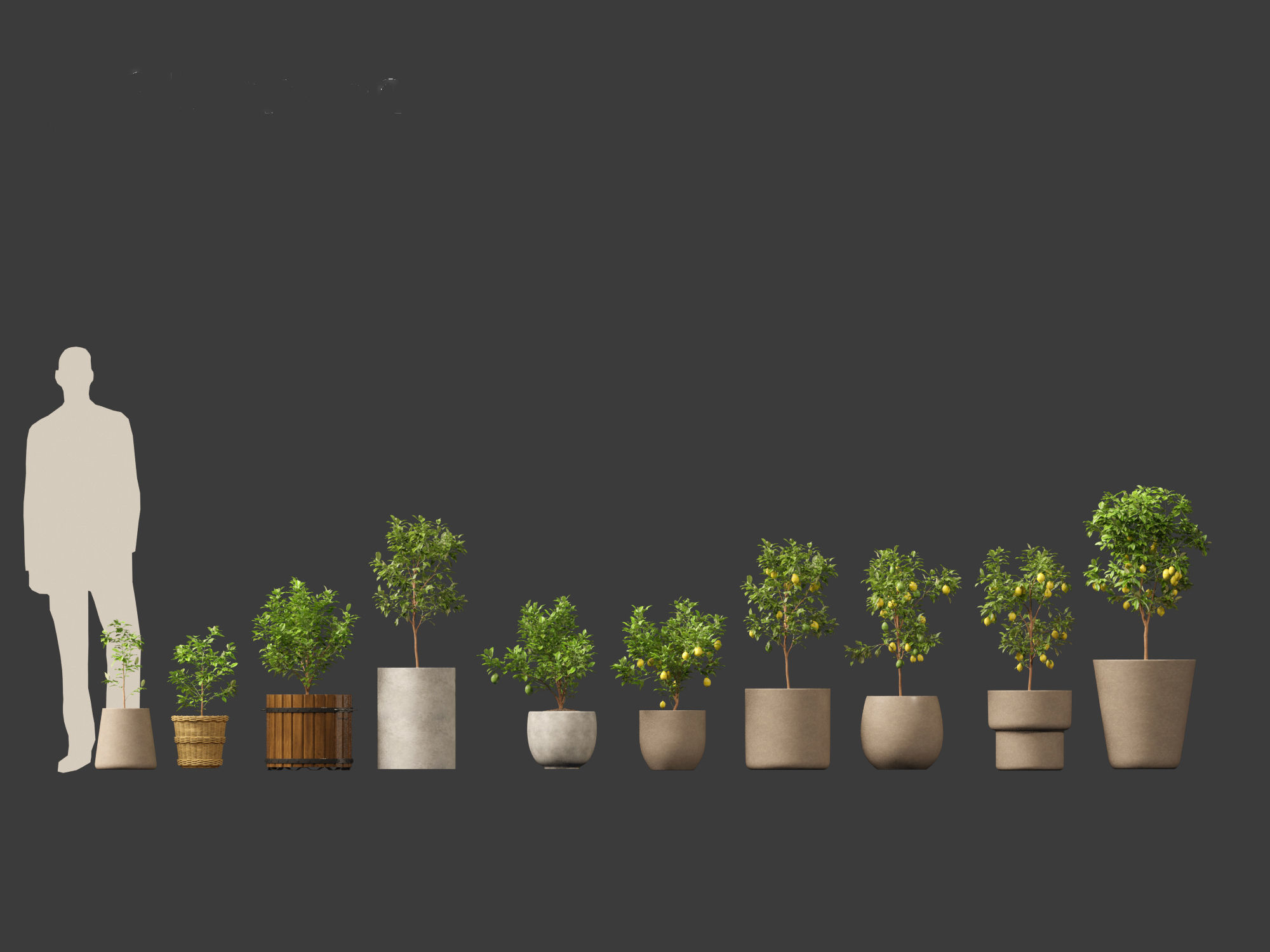 Citrus limon - Lemon Tree 01 3D model_1