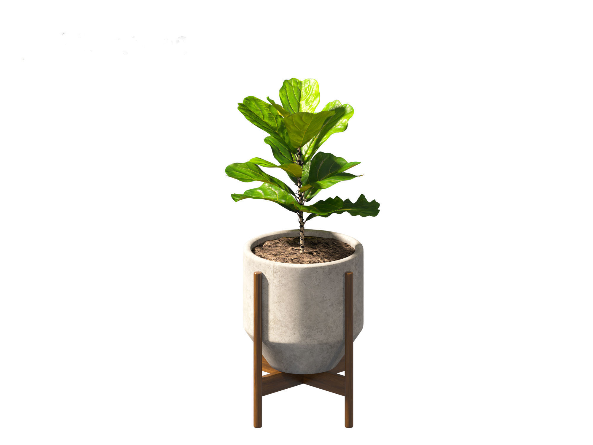 Ficus pandurata - banjo fig 01 3D model_12
