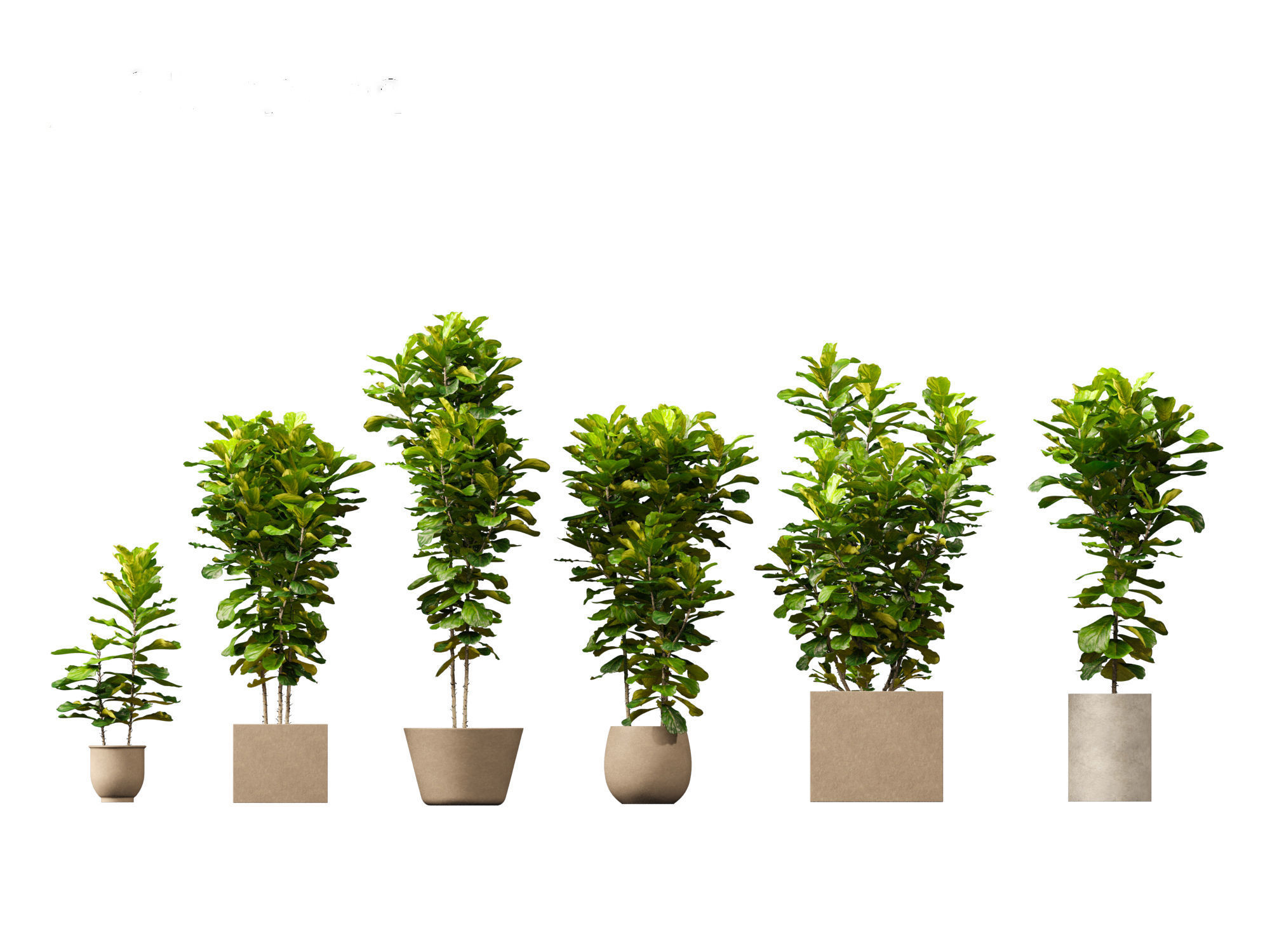 Ficus pandurata - banjo fig 01 3D model_11