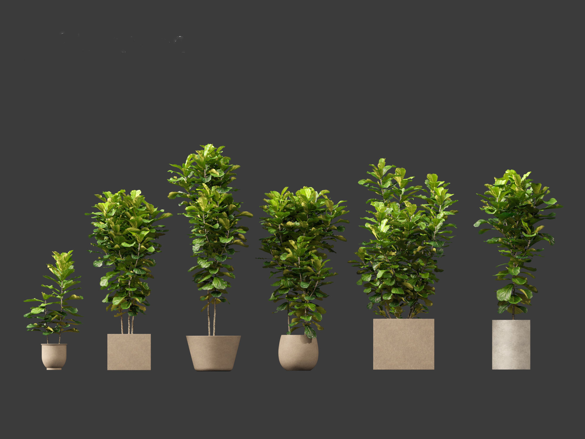 Ficus pandurata - banjo fig 01 3D model_10