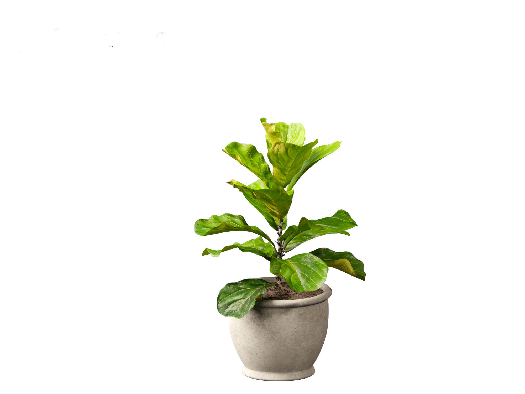 Ficus pandurata - banjo fig 01 3D model_1